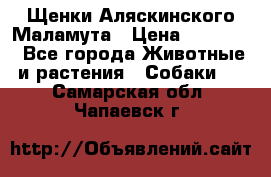 Щенки Аляскинского Маламута › Цена ­ 10 000 - Все города Животные и растения » Собаки   . Самарская обл.,Чапаевск г.